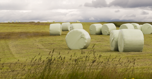 Iceland Meadow, Cut grass Wrapped